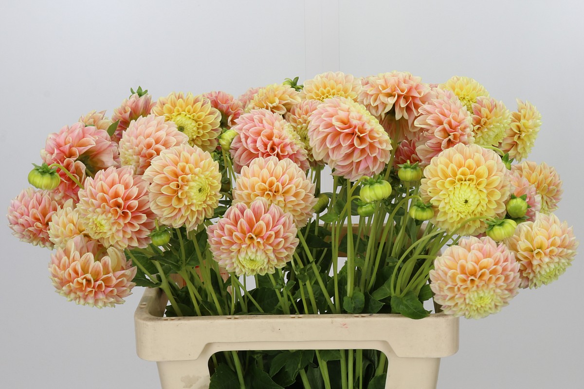 Dahlia Sweet Suzanne 50cm