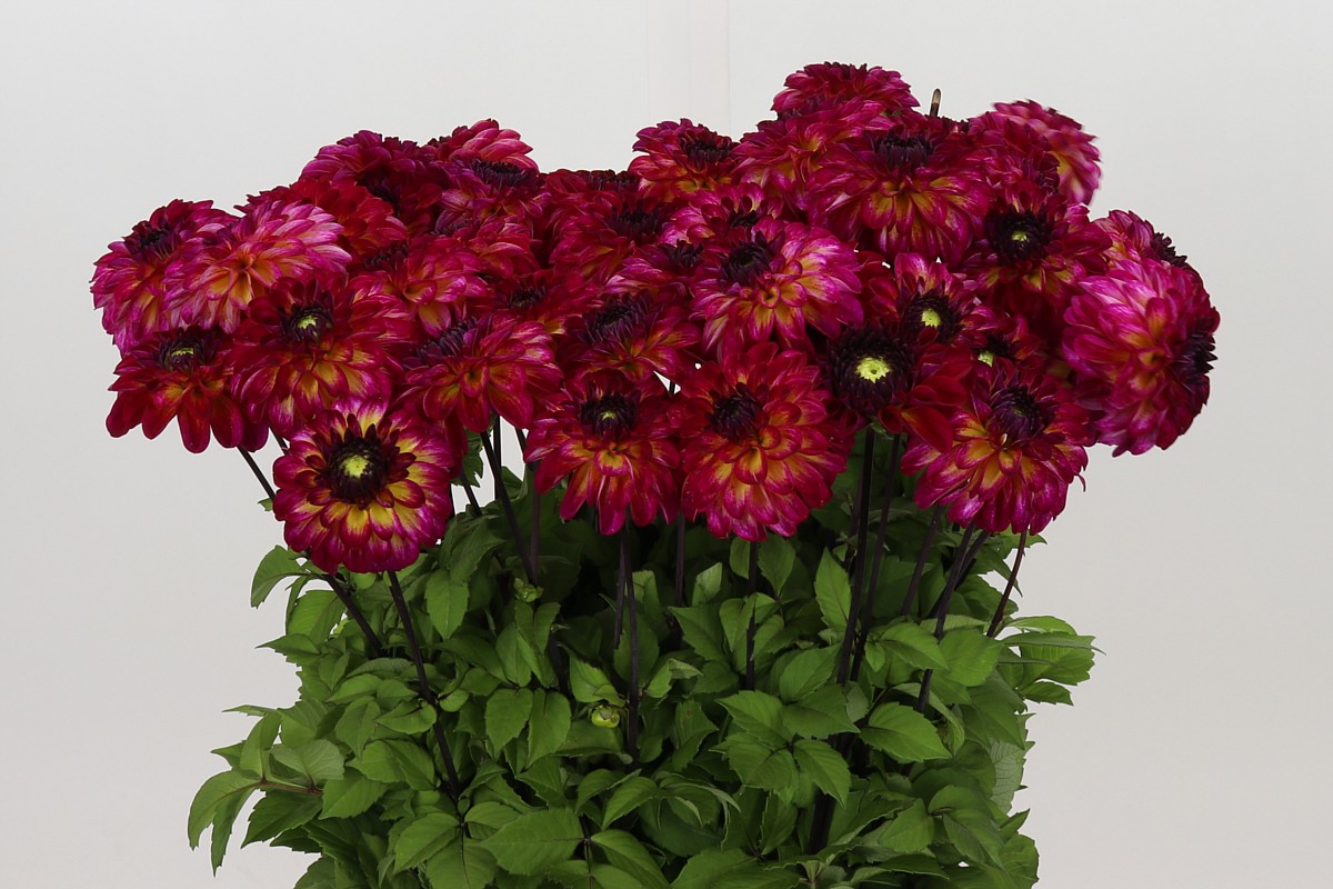 Dahlia 50cm
