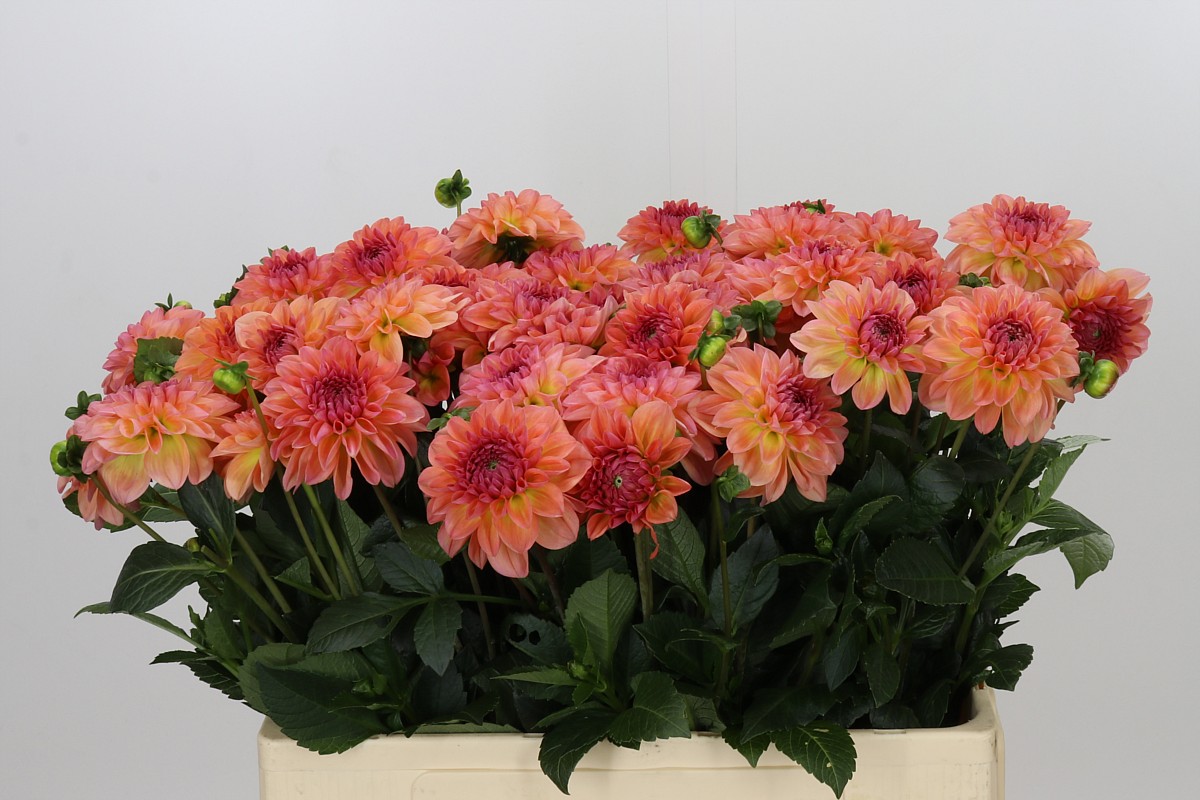 Dahlia Chanel 50cm