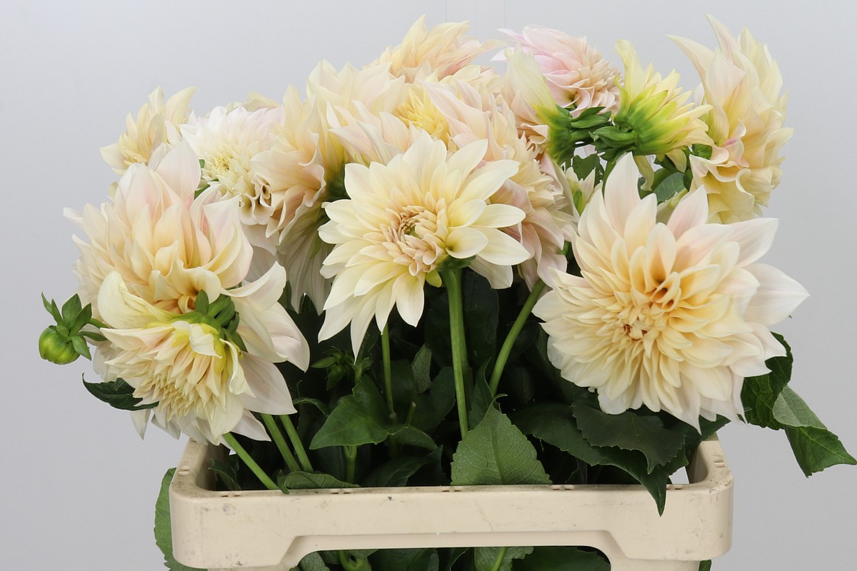Dahlia Cafe Au Lait 60cm