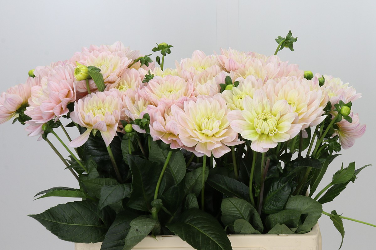Dahlia Dianas Memory 60cm