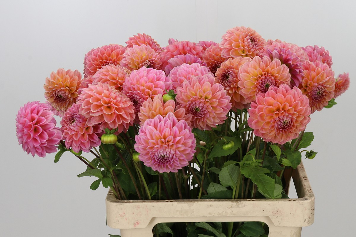 Dahlia Lindas Baby 50cm