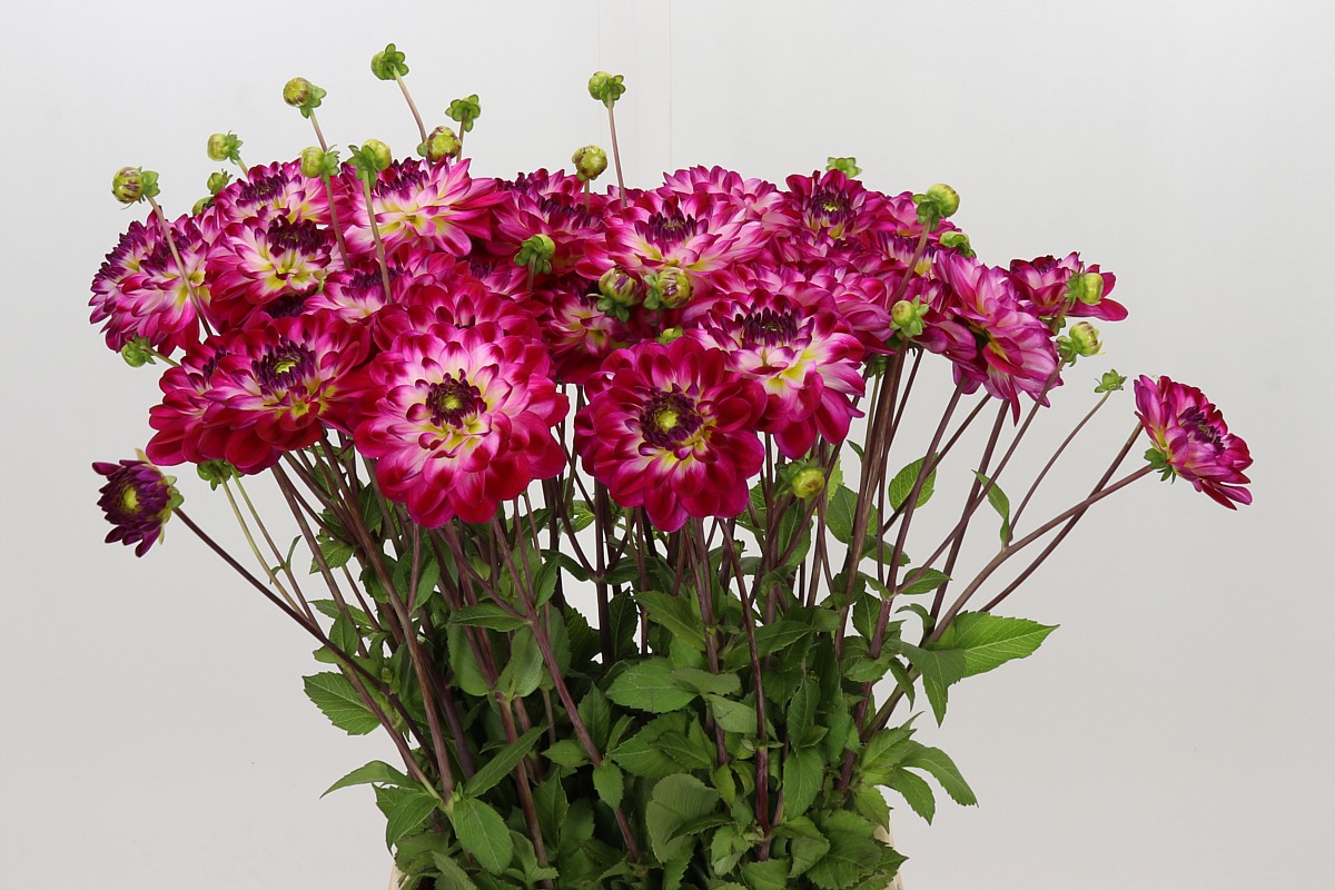 Dahlia 50cm