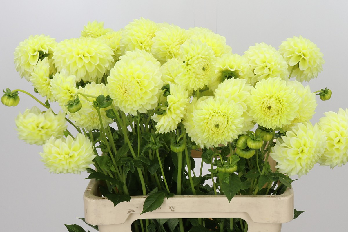 Dahlia Banana Baby 50cm