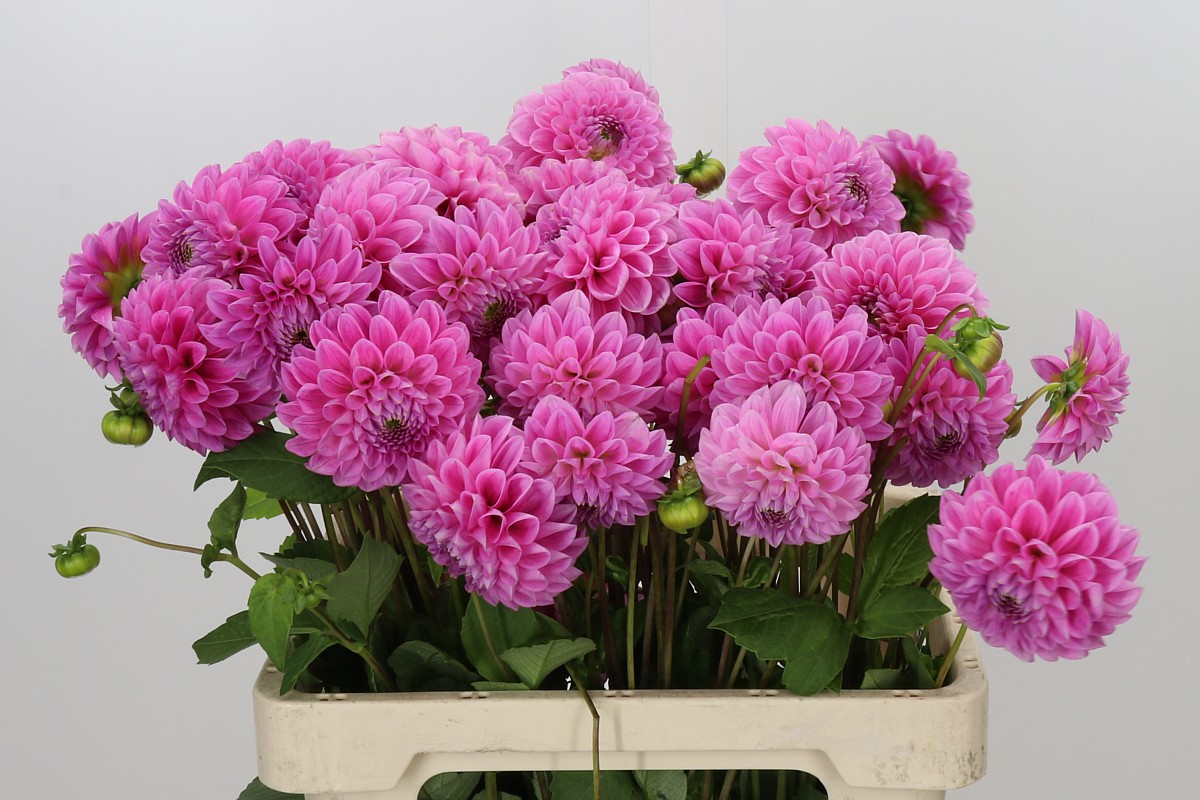 Dahlia Ball Sweet Fabienne 50cm