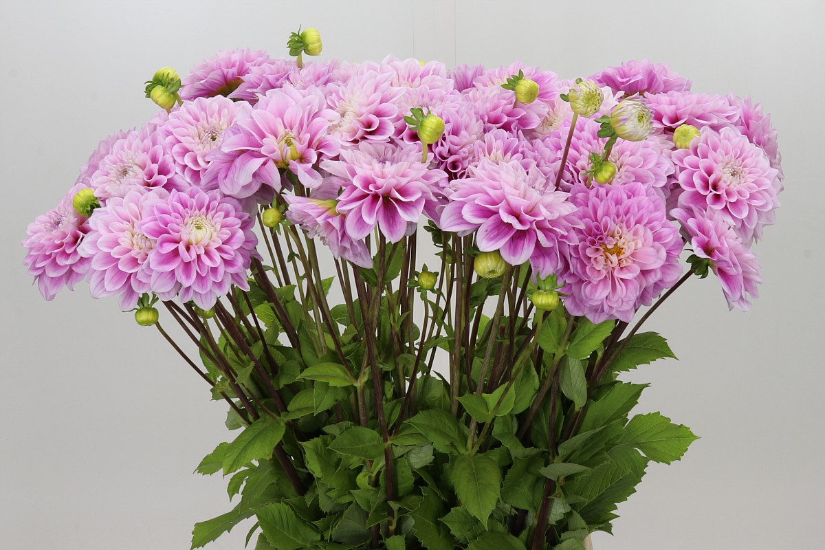 Dahlia Ball Sweet Love 60cm