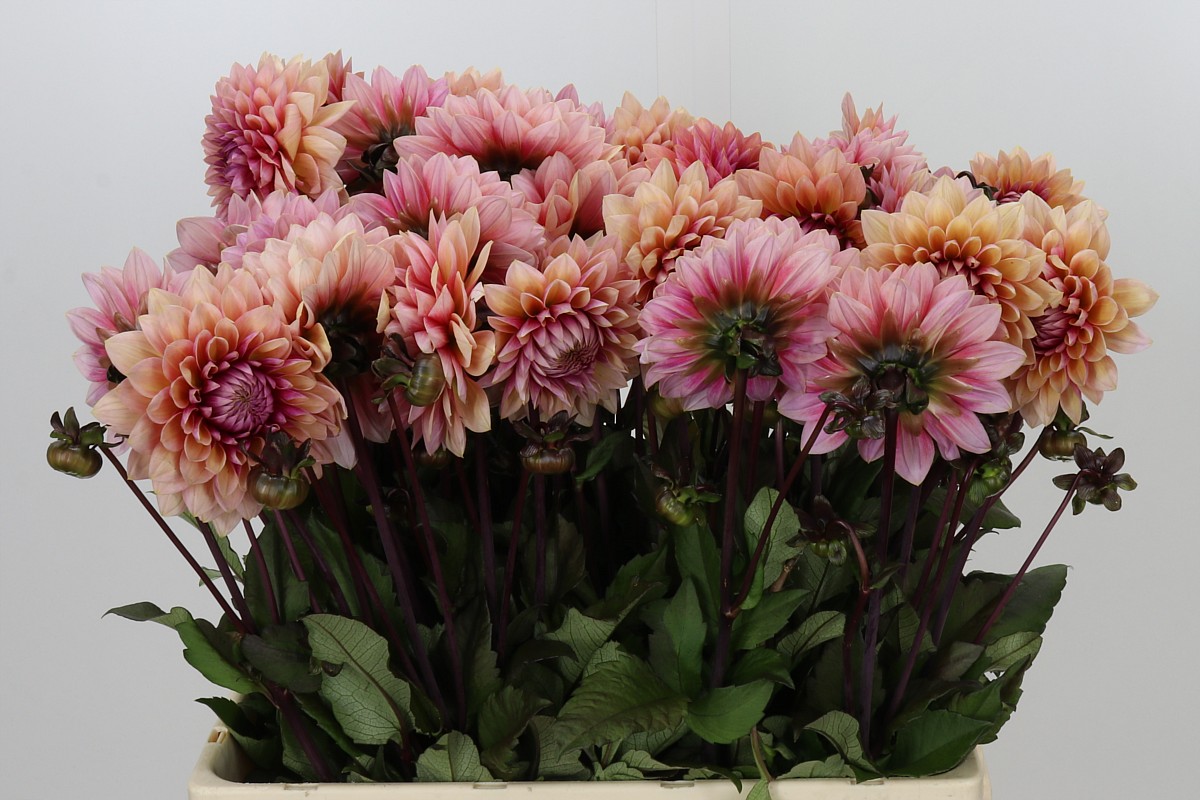 Dahlia 50cm