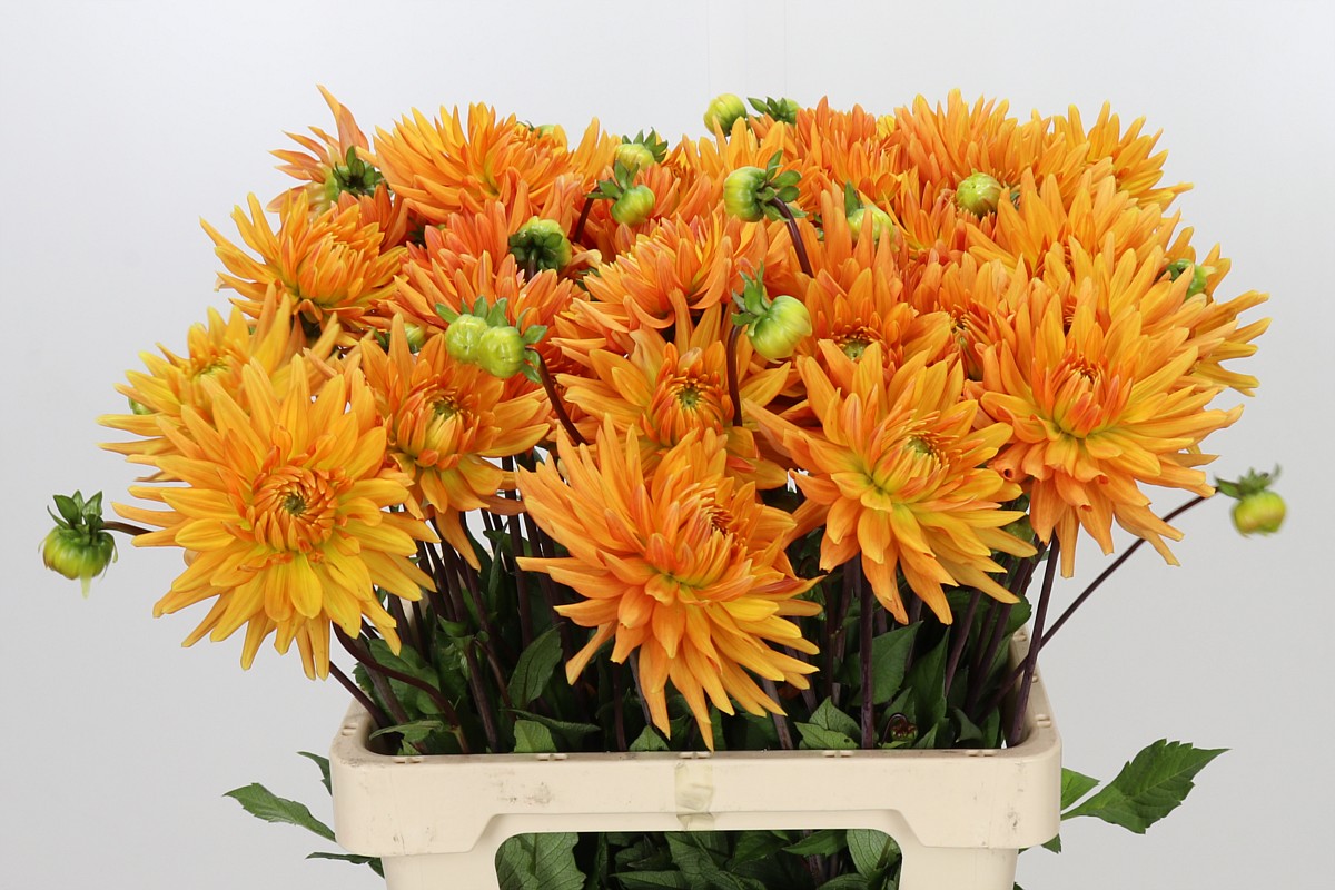 Dahlia 50cm