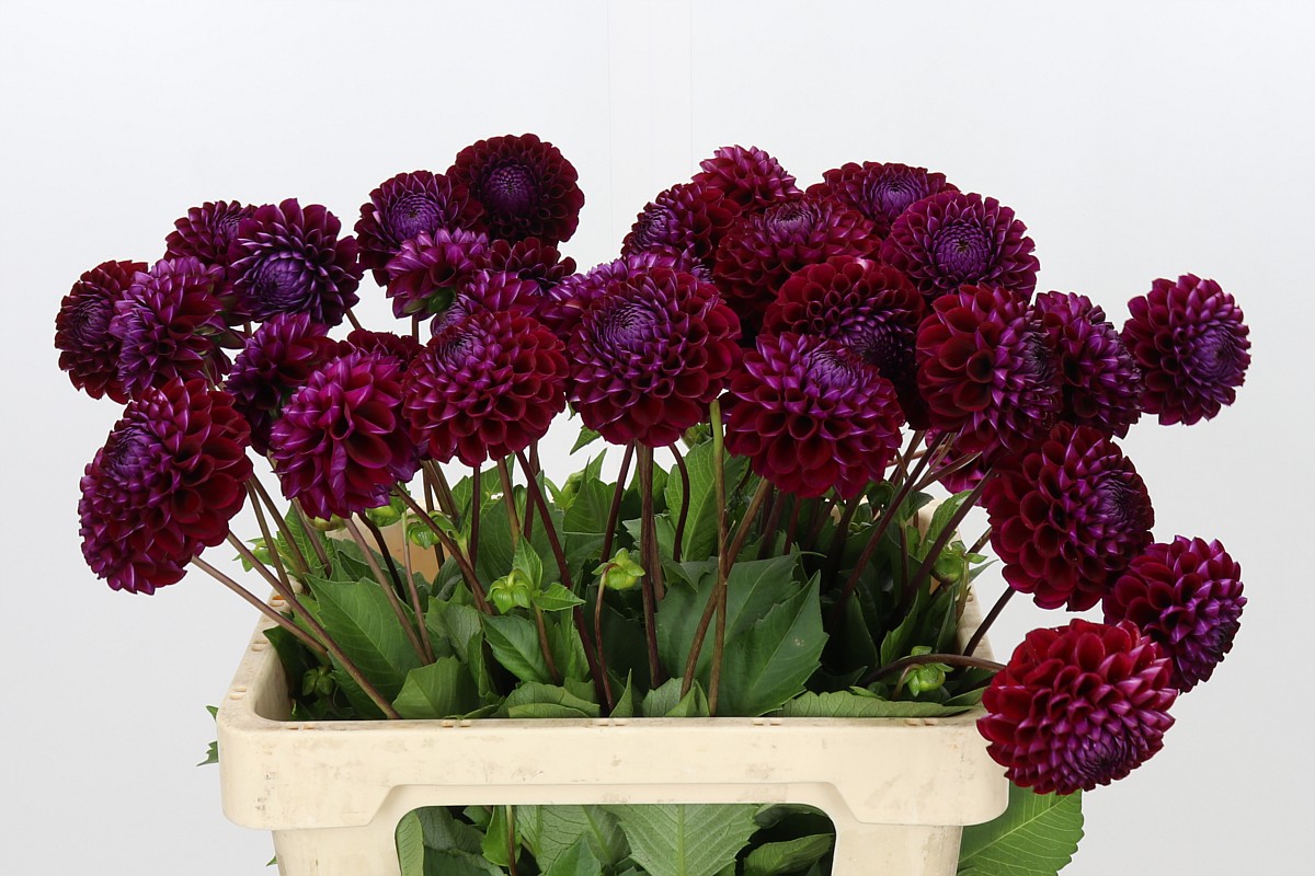 Dahlia Ivannetti 50cm