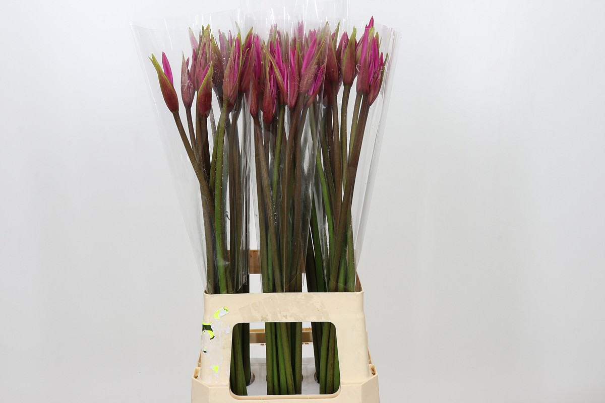 Nerine Amarine Dark Pink 70cm