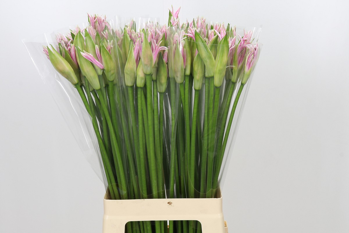 Ne Bo Berenice 70cm
