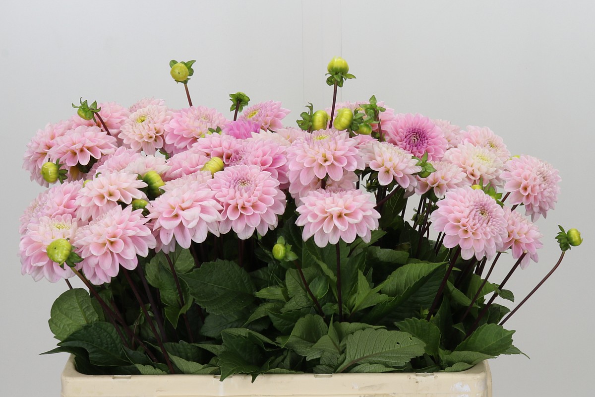 Dahlia Ball Wizz Of Oz 50cm