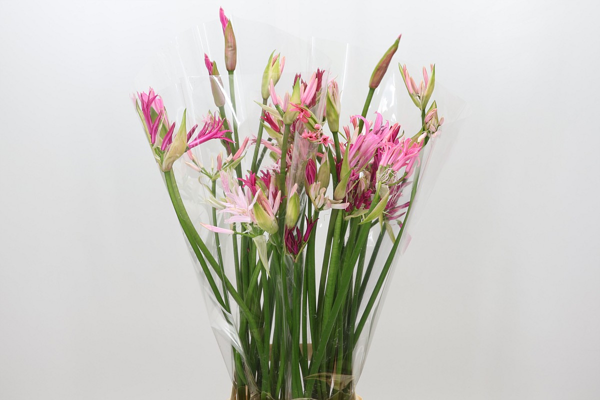 Ne Bo Gem In Bos 80cm