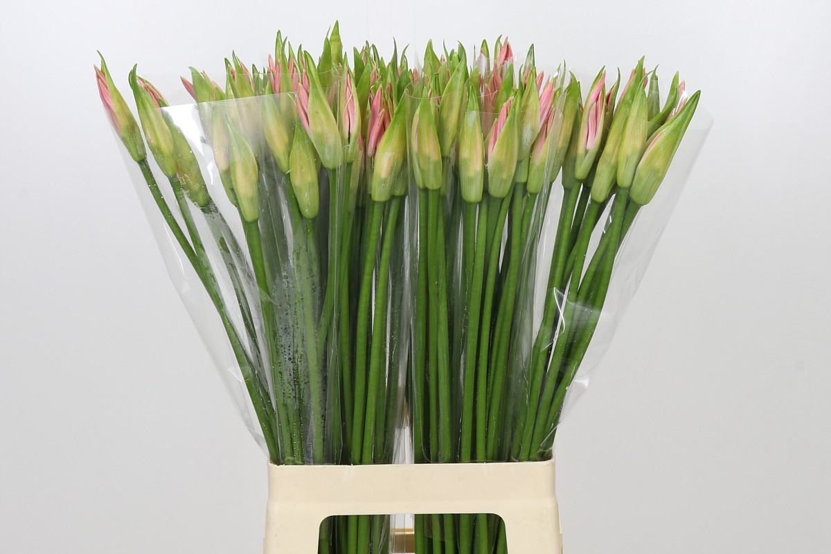 Nerine Vesta K 70cm
