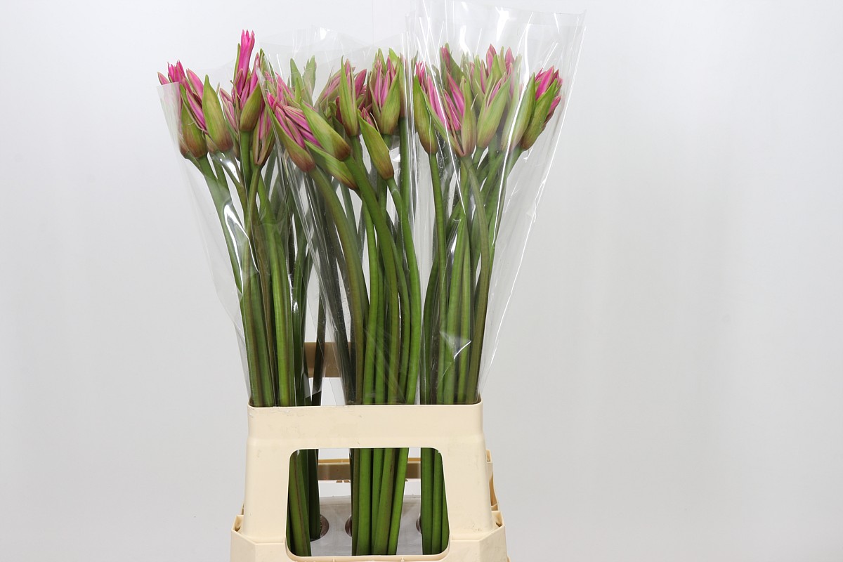 Nerine Amarine Light Pink 70cm