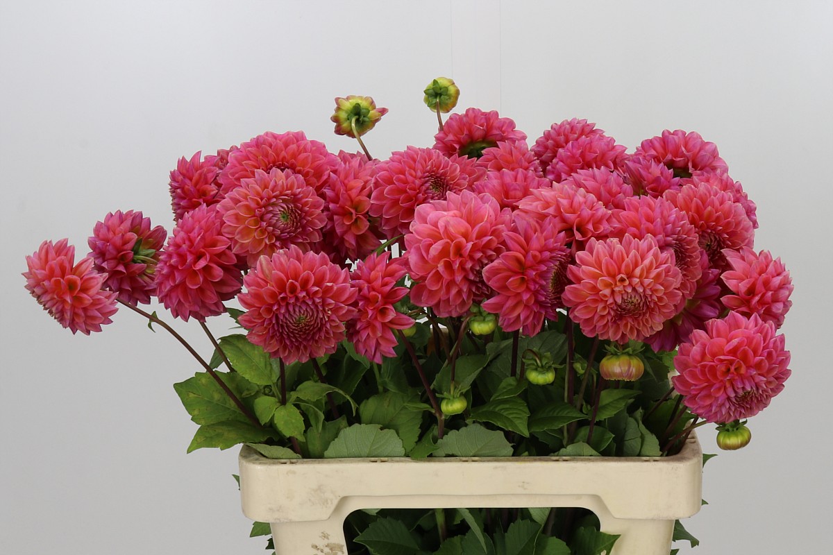 Dahlia 50cm