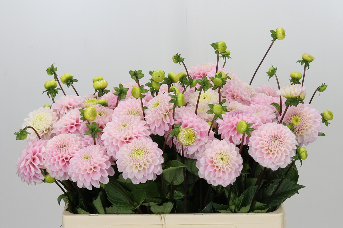 Dahlia Ball Wizz Of Oz 50cm