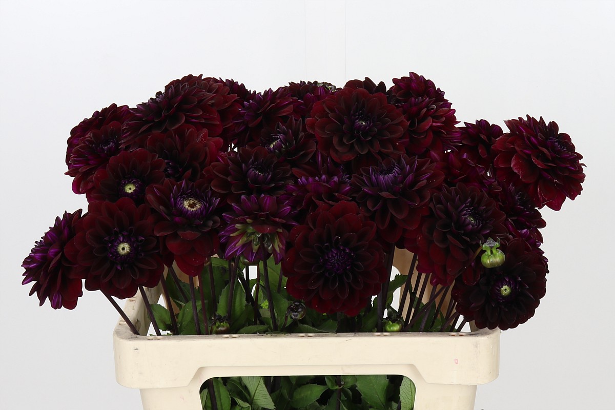 Dahlia 60cm
