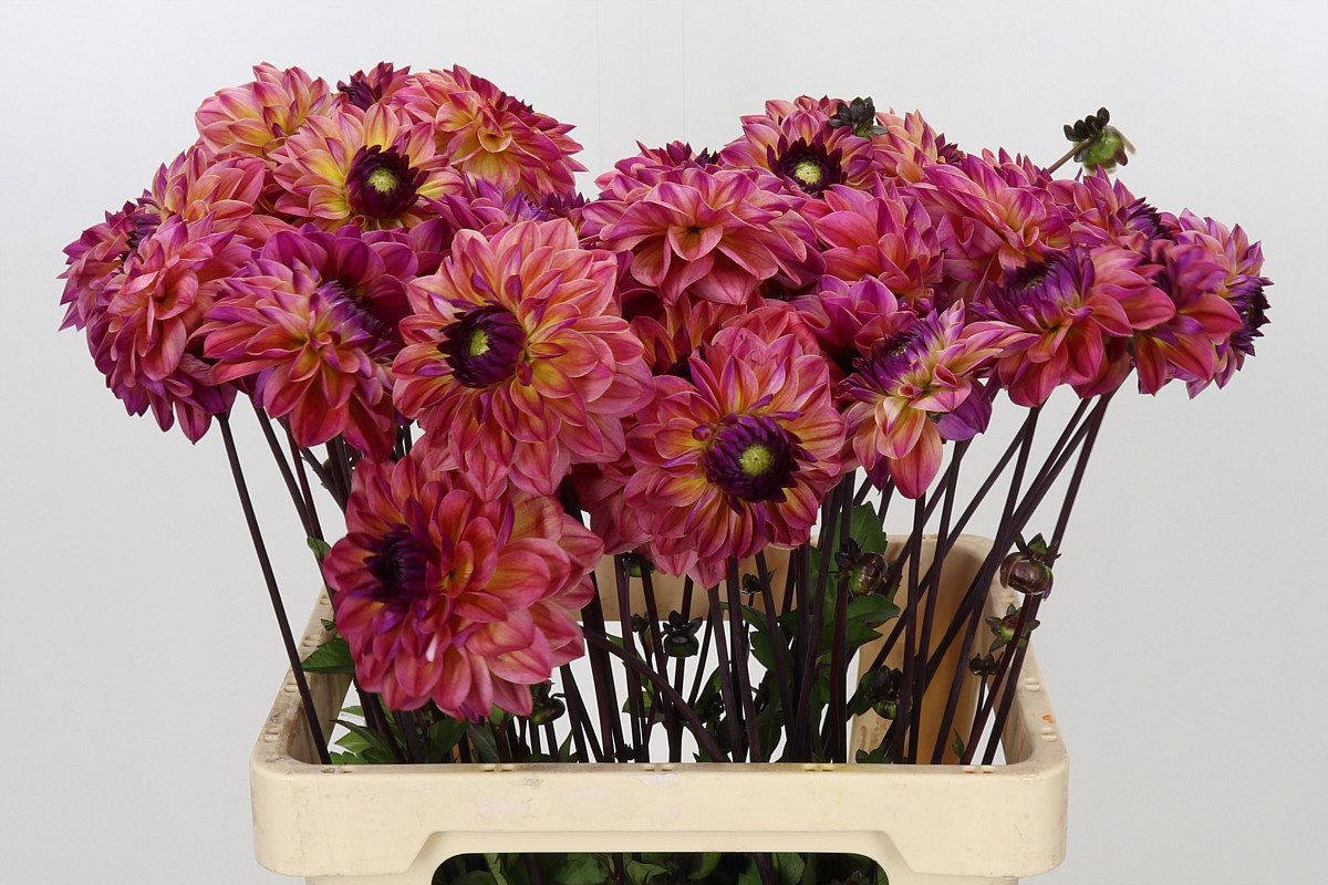 Dahlia 60cm