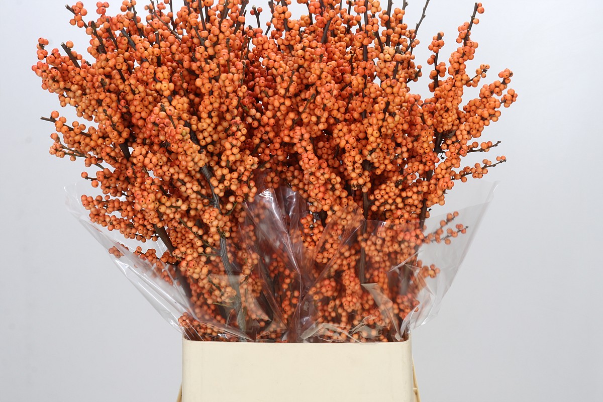Ilex Winter Gold 100cm