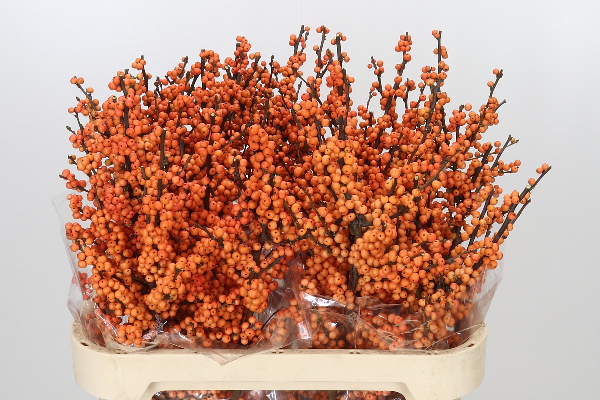 Ilex Winter Gold 80cm