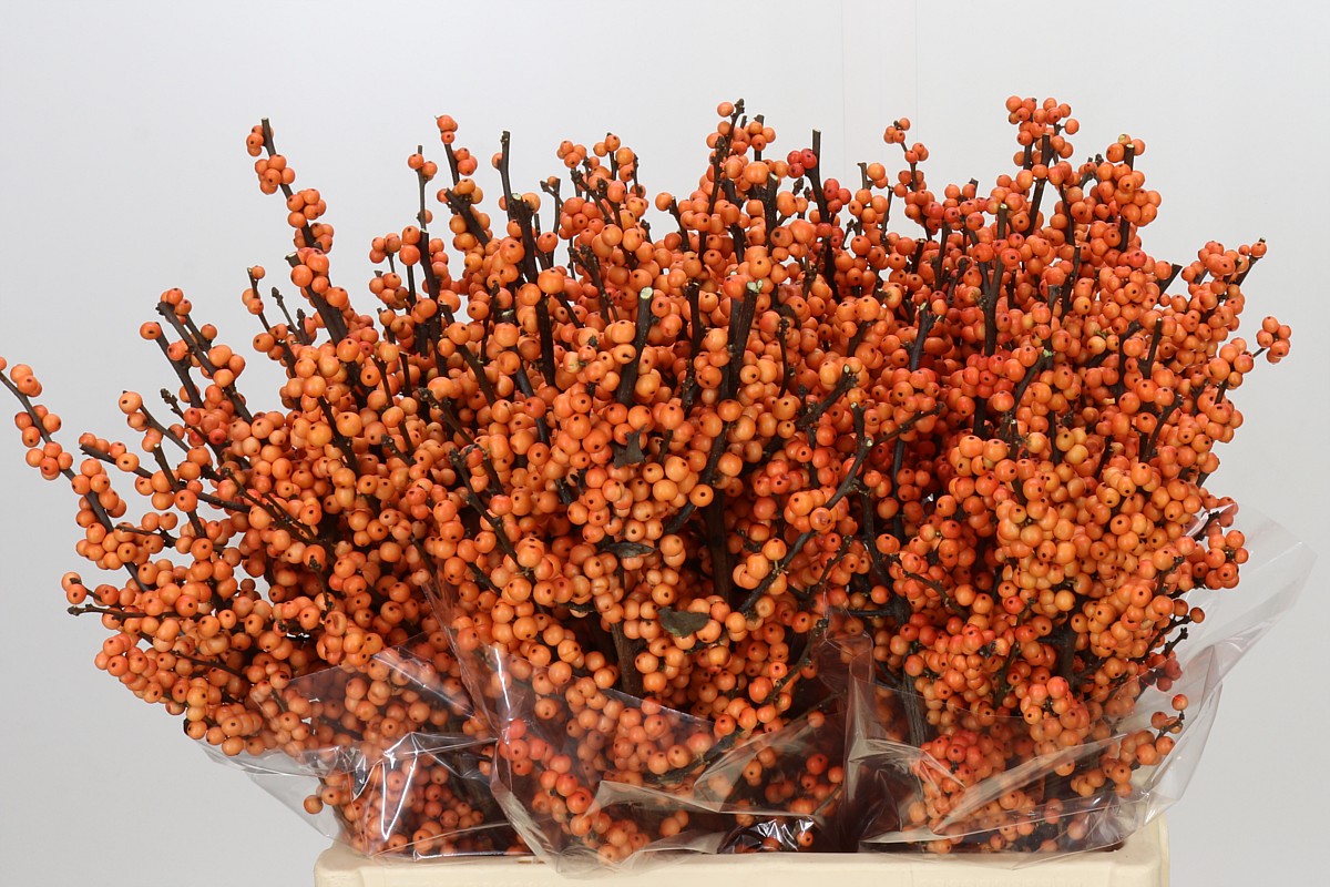 Ilex Winter Gold 60cm
