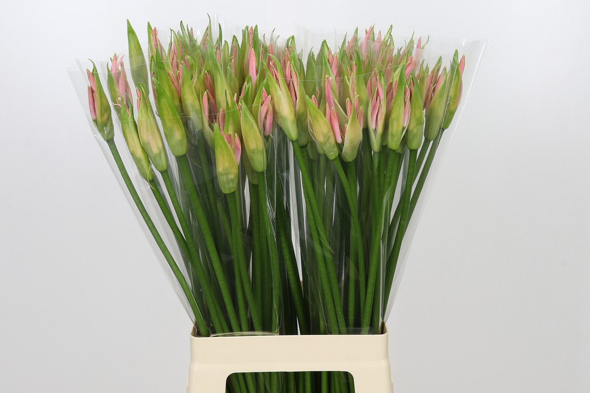 Nerine Vesta K 70cm