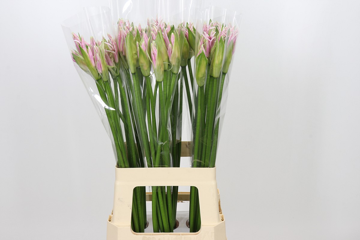 Ne Bo Berenice 70cm
