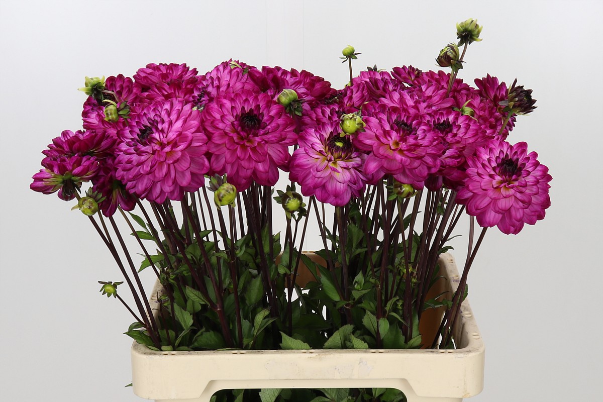 Dahl Romantica 60cm