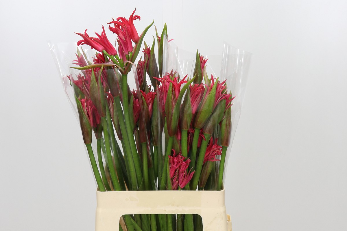 Ne Elegance Amor 60cm