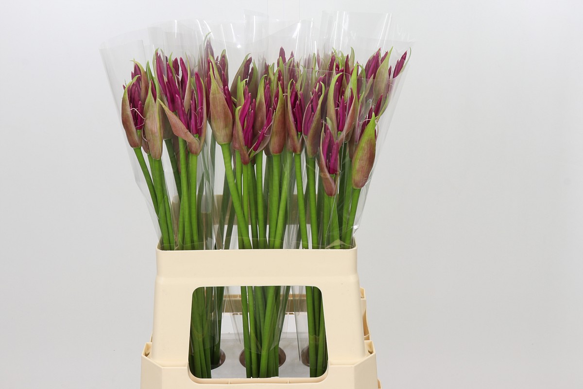 Nerine Mister Nick 60cm