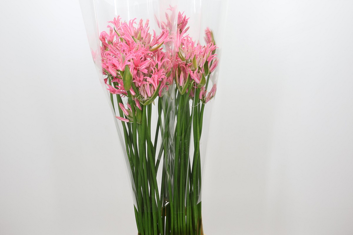 Nerine Lilac