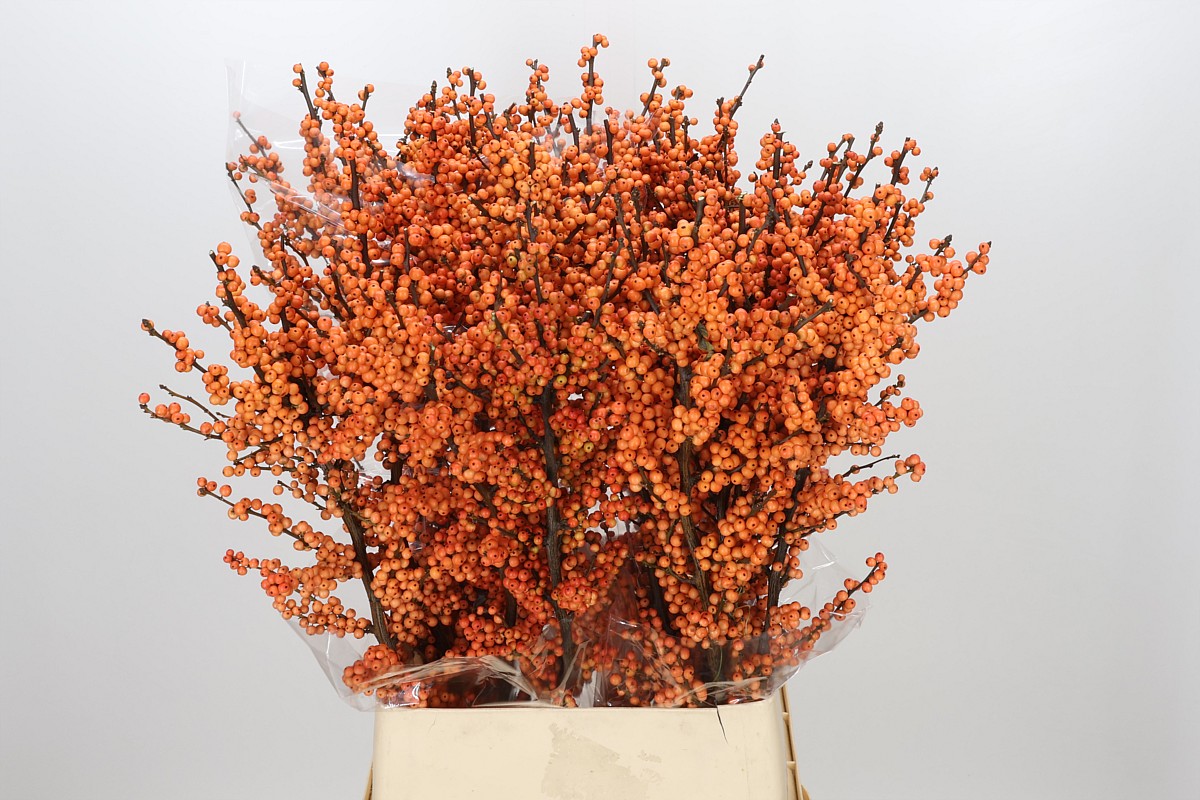 Ilex Ve Winter Gold