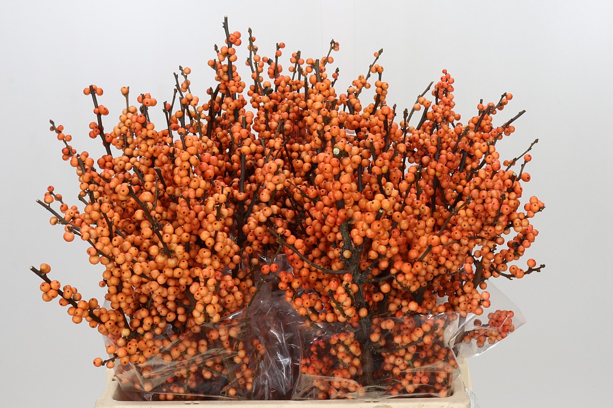 Ilex Winter Gold 60cm