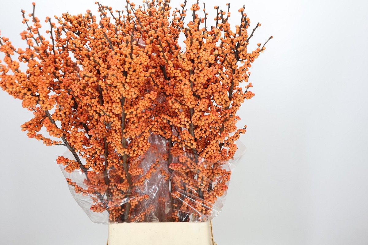 Ilex Winter Gold 120cm