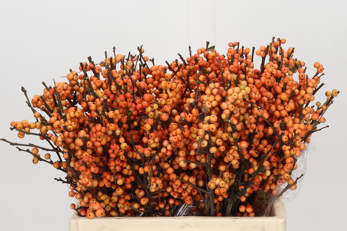 Ilex Winter Gold 40cm