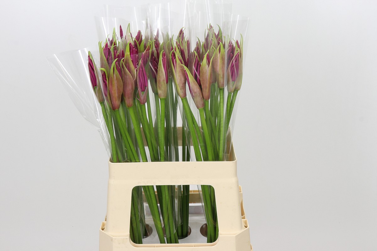 Nerine Mister Nick 60cm