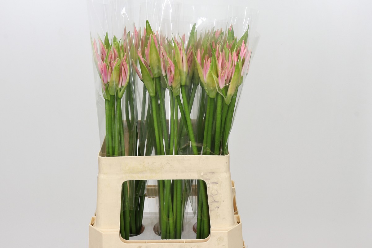 Nerine Vesta K 60cm