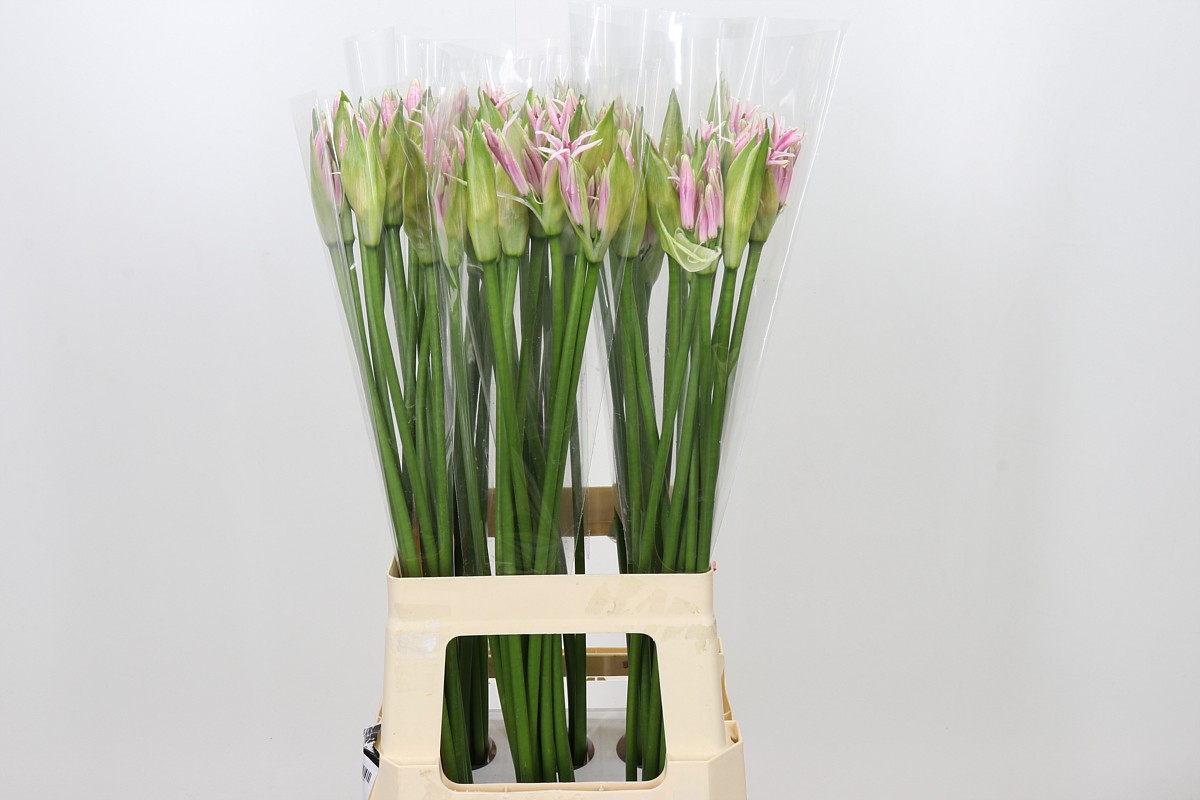 Ne Bo Berenice 70cm