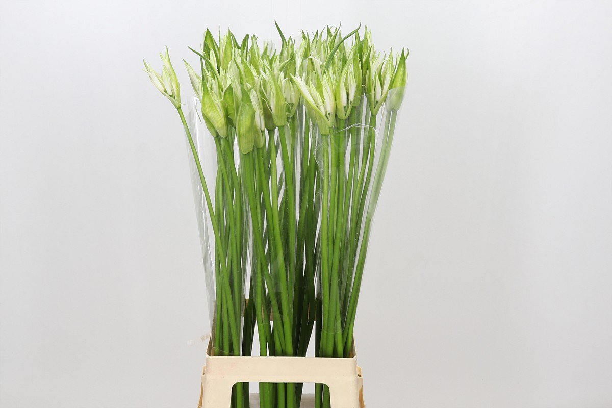Nerine Like A Virgin 70cm