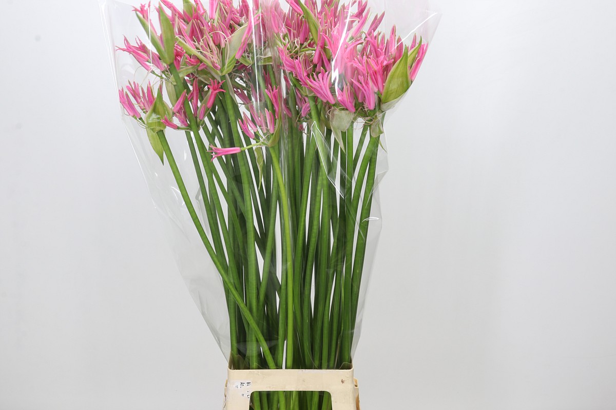Nerine 70cm