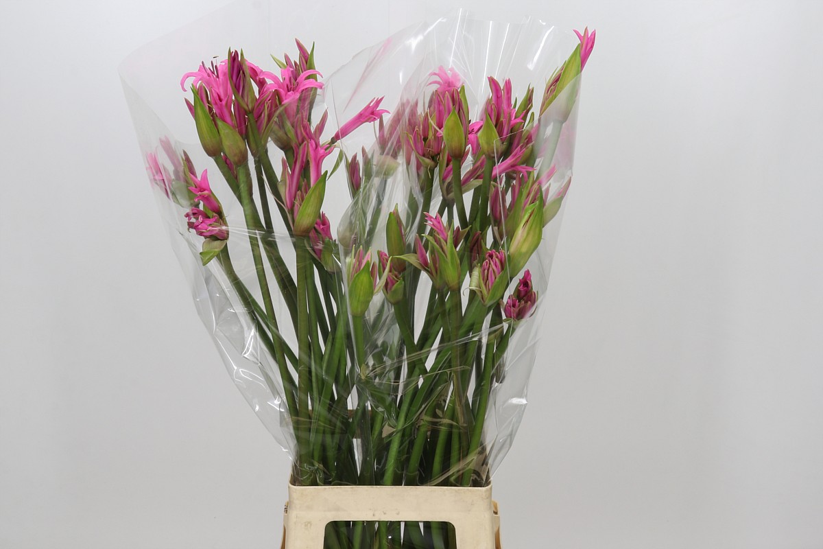 Nerine Amarine Light Pink 70cm