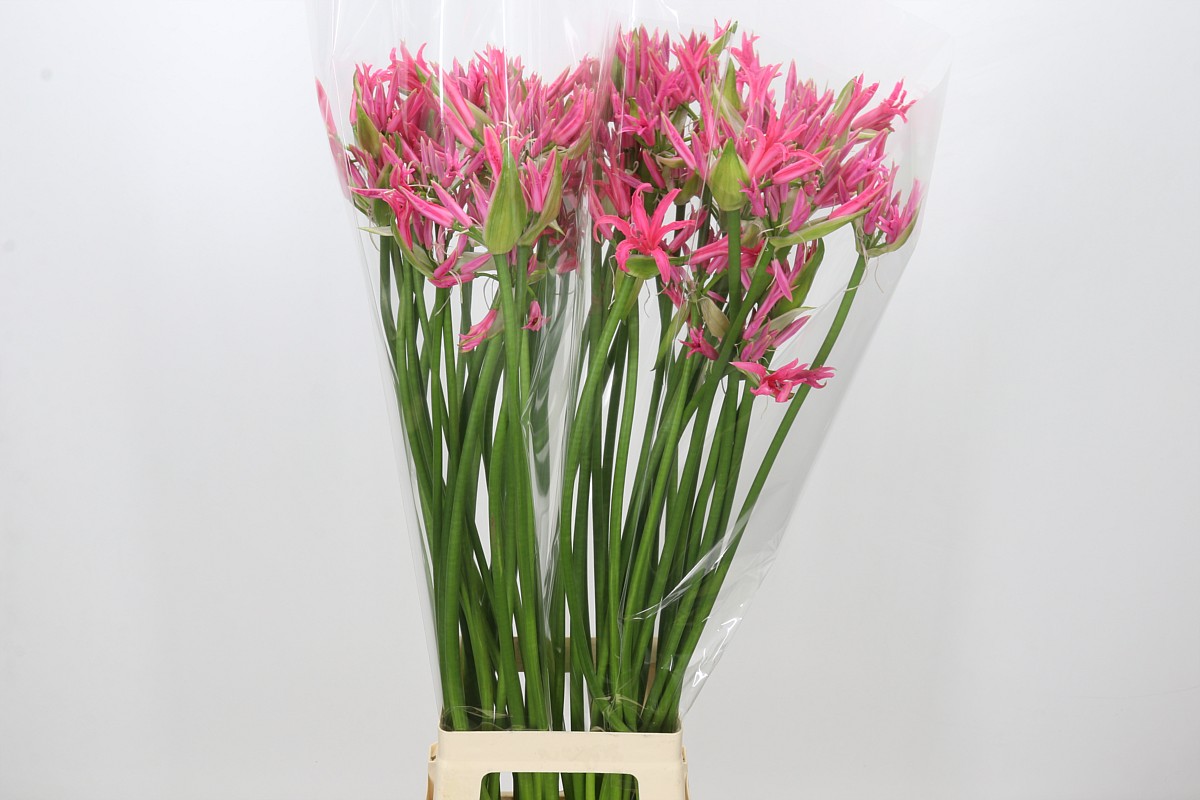 Nerine 80cm