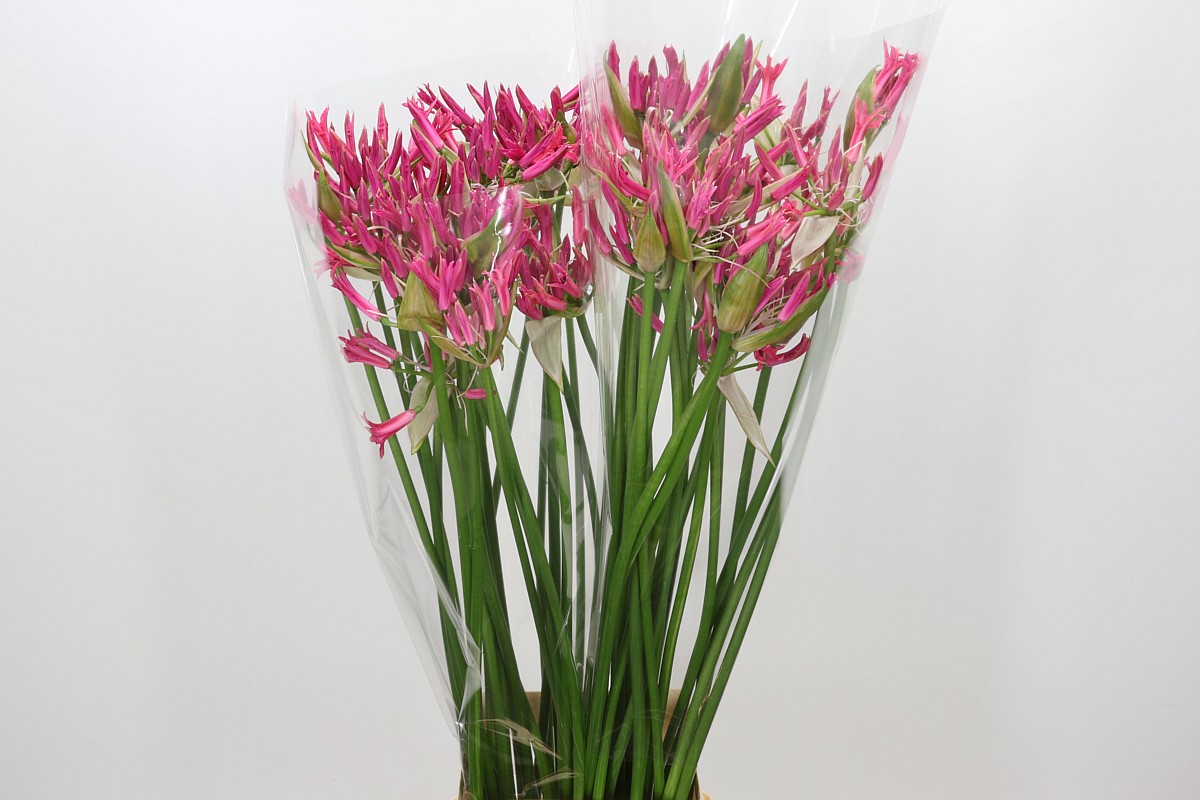 Ne Bo El Pink Spunky 90cm