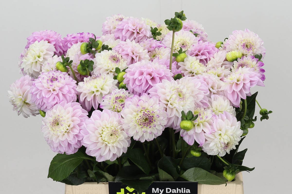 Dahlia Ball Genova 40cm