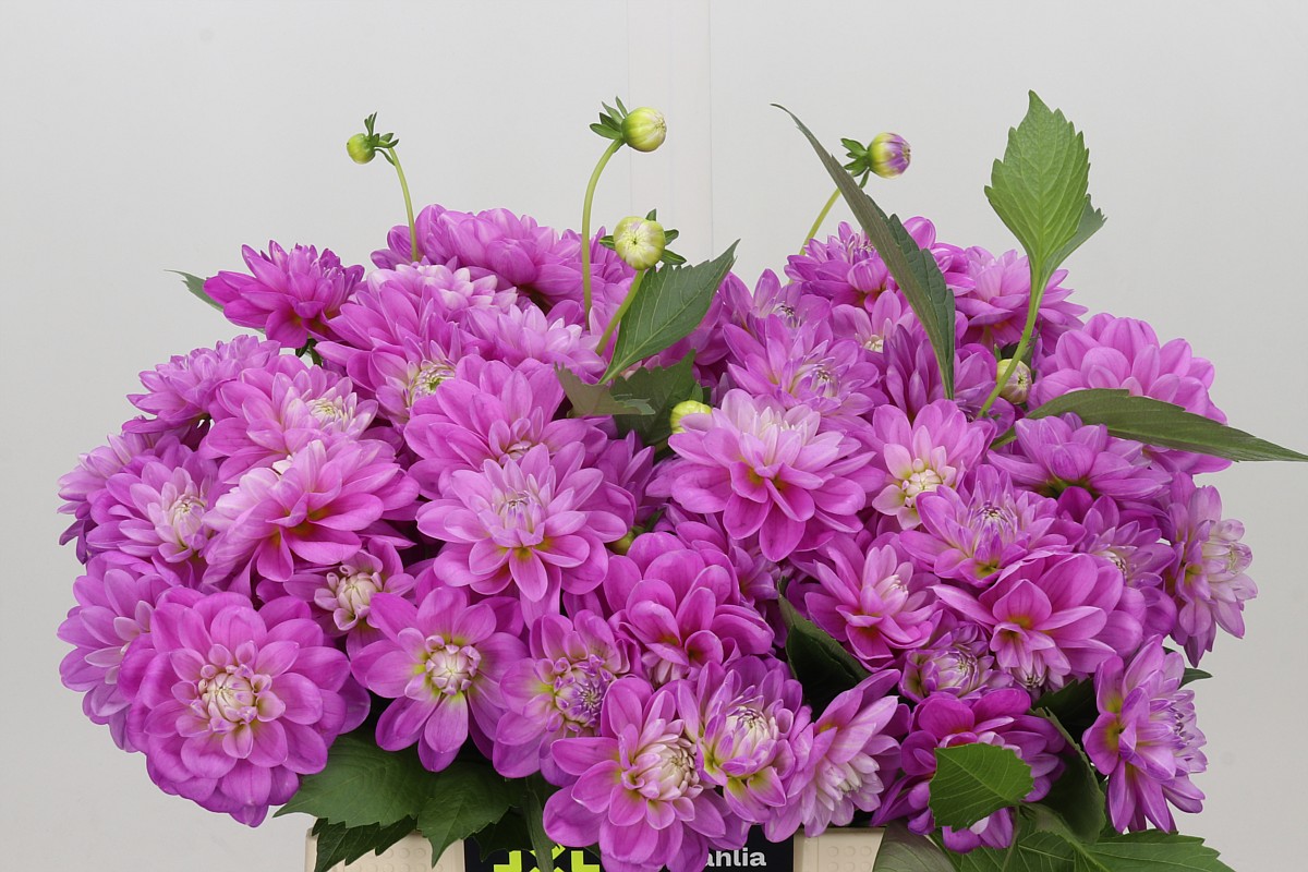 Dahlia 40cm