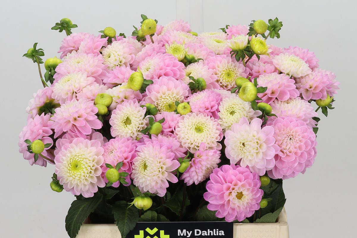 Dahlia Ball Wizz Of Oz 40cm