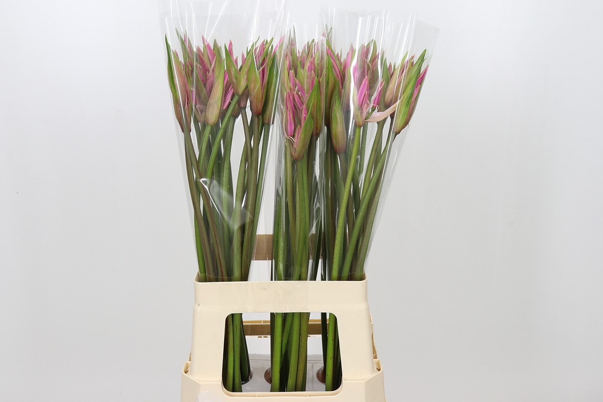 Amarine Smilla 70cm