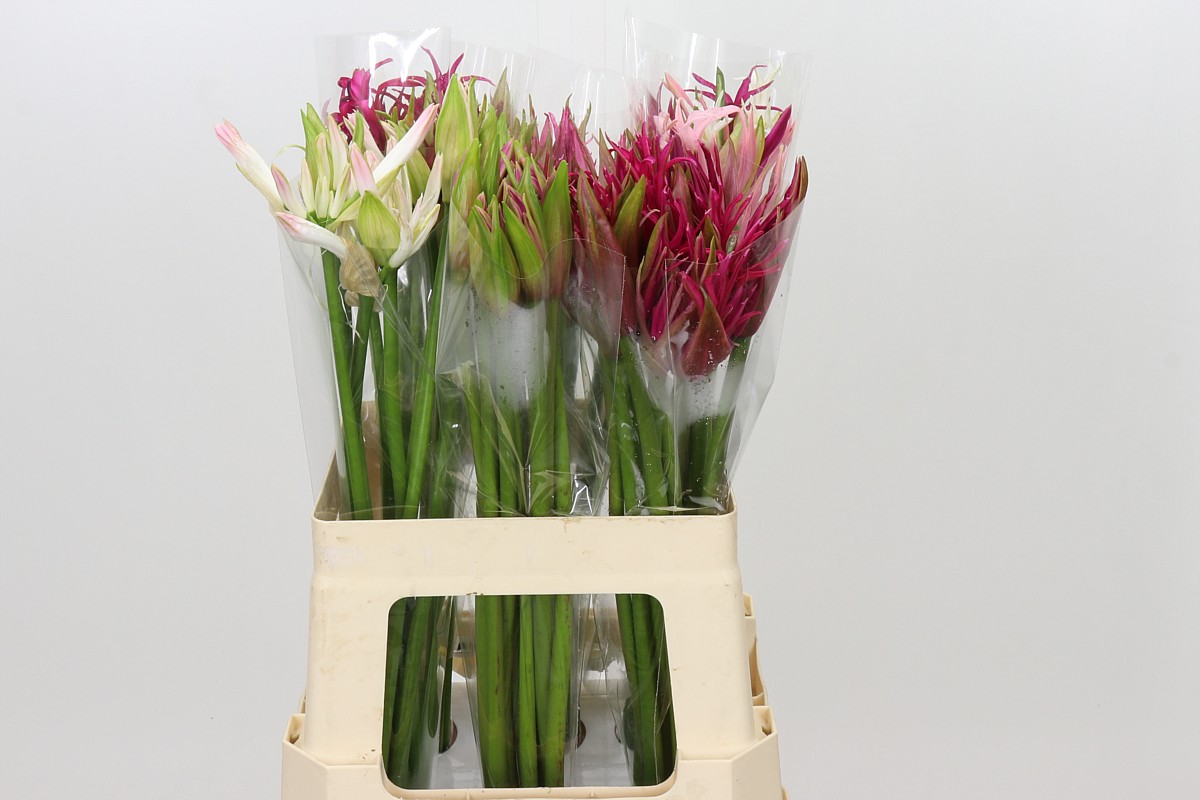 Ne Bo Gem In Bos 60cm