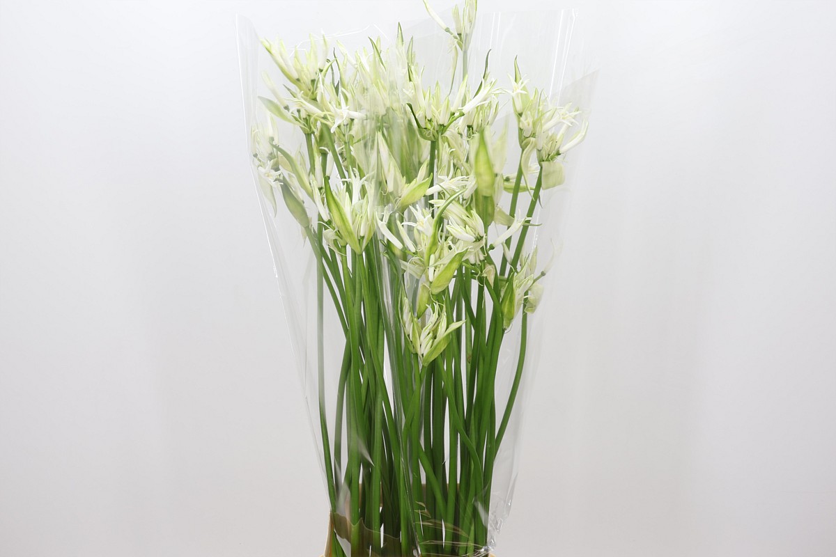 Nerine Like A Virgin 80cm